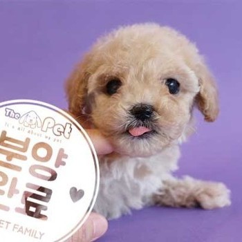 말티푸 ♀ 1.16 분양완료