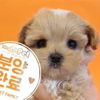 말티푸 ♂ 5.10 분양완료