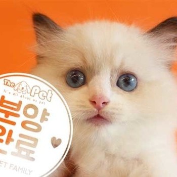 랙돌 ♂ 7.5 분양완료