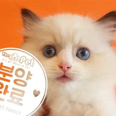 랙돌 ♂ 7.5 분양완료