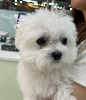 말티푸 분양후기[25.6.22]