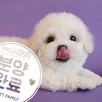 비숑프리제 ♂ 4.2 분양완료