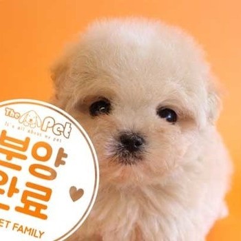 말티푸 ♂ 12.1 분양완료