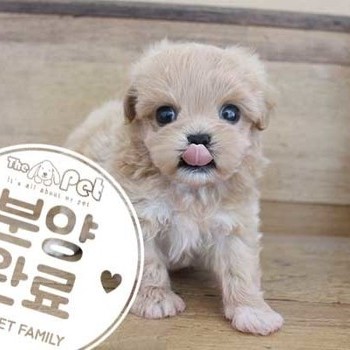 말티푸 ♂ 5.28 분양완료