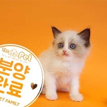 랙돌 ♀ 12.10 분양완료