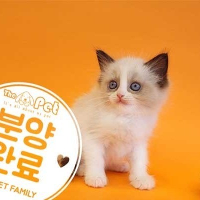 랙돌 ♀ 12.10 분양완료
