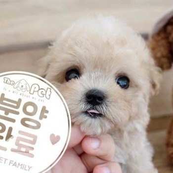 말티푸 ♂ 5.25 분양완료
