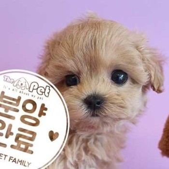 말티푸 ♀ 5.20 분양완료