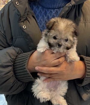 푸들 분양후기 [25.2.15]
