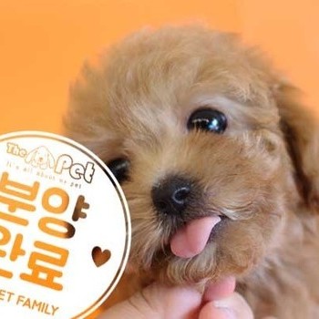 말티푸 ♂ 5.7 분양완료