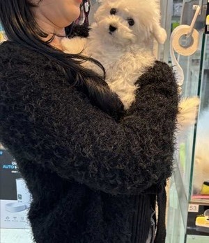 말티주 분양후기 [25.2.22]