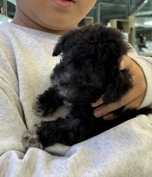푸들 분양후기 [25.2.5]