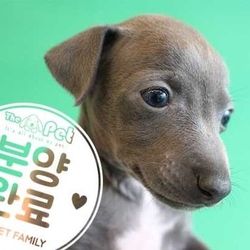  이탈리안그레이하운드 ♀ 11.13 분양완료