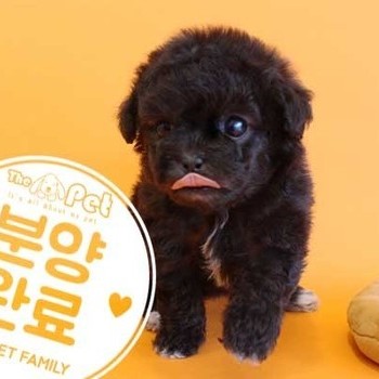 말티푸 ♀ 11.26 분양완료