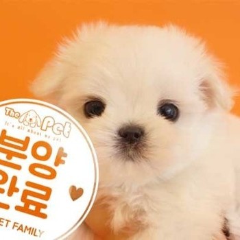 말티즈 ♂ 2.7 분양완료