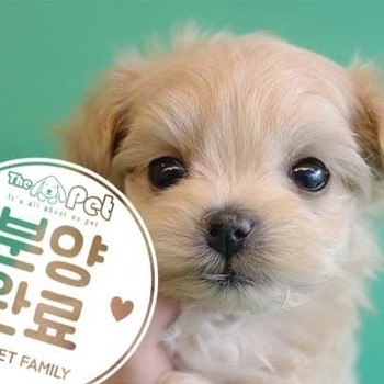 말티푸 ♀ 11.13 분양완료
