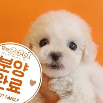 비숑프리제 ♂ 4.8 분양완료