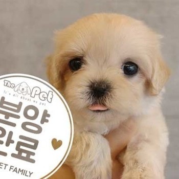 말티푸 ♀ 4.30 분양완료