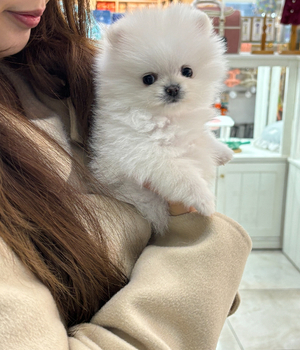 포메라니안 분양후기 [24.12.25]