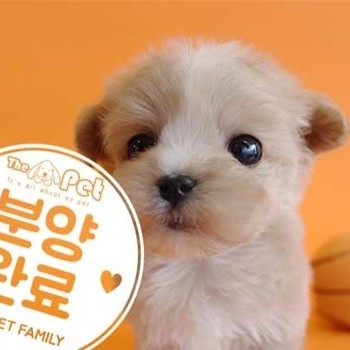 말티푸 ♀ 12.1 분양완료
