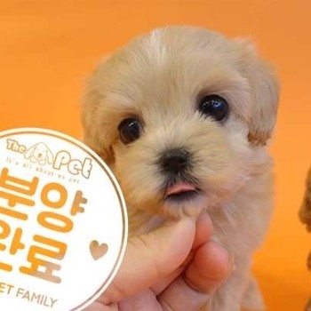 말티푸 ♀ 5.13 분양완료