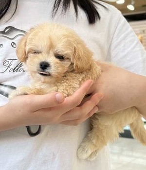 말티푸 분양후기[25.8.26]