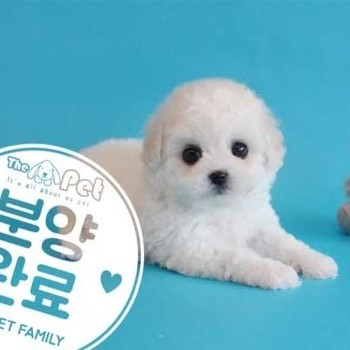 비숑프리제 ♀ 12.17 분양완료