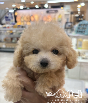 푸들 분양후기(25.11.3)