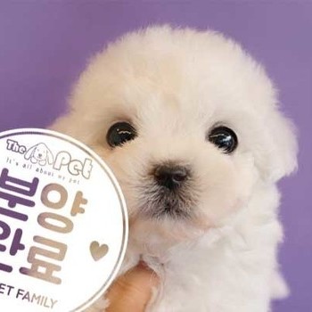 비숑프리제 ♀ 1.17 분양완료