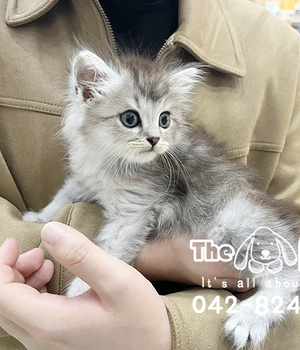 놀숲 분양후기(25.10.20)