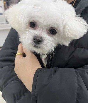 비숑프리제 분양후기 [25.1.29]