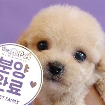 말티푸 ♂ 10.30 분양완료