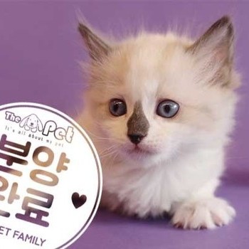  랙돌 ♂ 10.29 분양완료