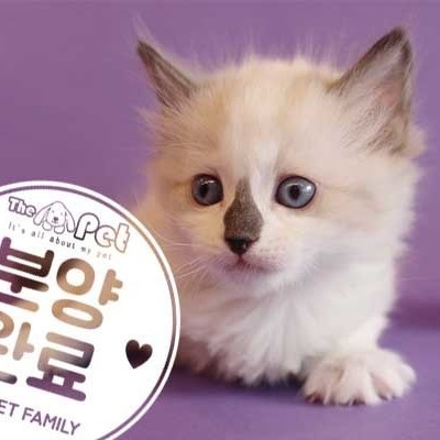  랙돌 ♂ 10.29 분양완료