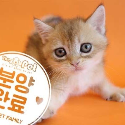브리티쉬숏헤어 ♀ 4.8 분양완료