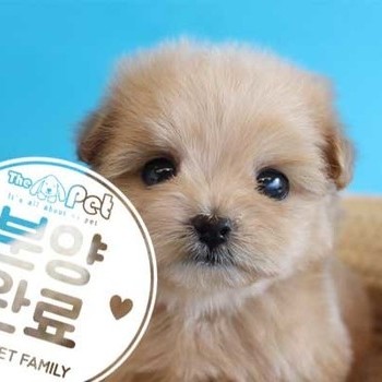 말티푸 ♂ 12.18 분양완료