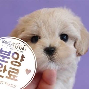 말티푸 ♂ 4.15 분양완료