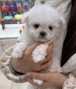 비숑프리제 분양후기 [24.12.31]