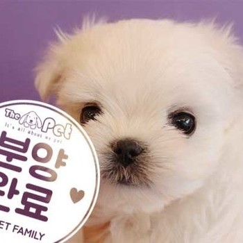 말티즈 ♂ 11.2 분양완료