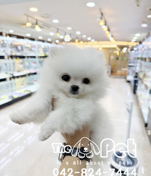 포메 분양후기(25.12.07)