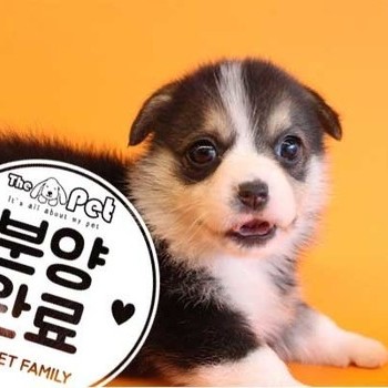 웰시코기 ♂ 11.24 분양완료