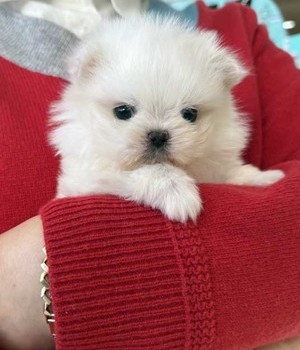 말티즈 분양후기 [25.2.11]