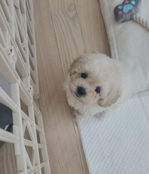 푸숑 분양후기[25.5.18]