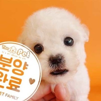 비숑프리제 ♀ 2.28 분양완료