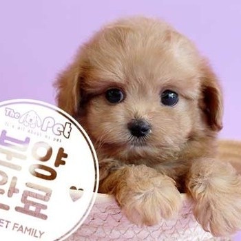 말티푸 ♂ 5.21 분양완료
