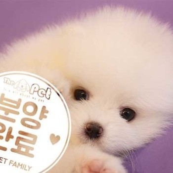 포메라니안 ♂ 11.6 분양완료