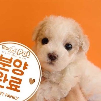말티푸 ♂ 11.30 분양완료