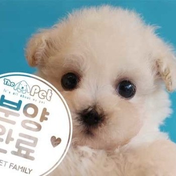 푸들 ♂ 12.13 분양완료