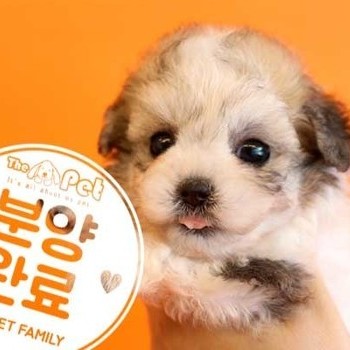 말티푸 ♂ 4.9 분양완료