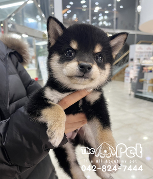 블랙탄시바 분양후기(25.11.17)